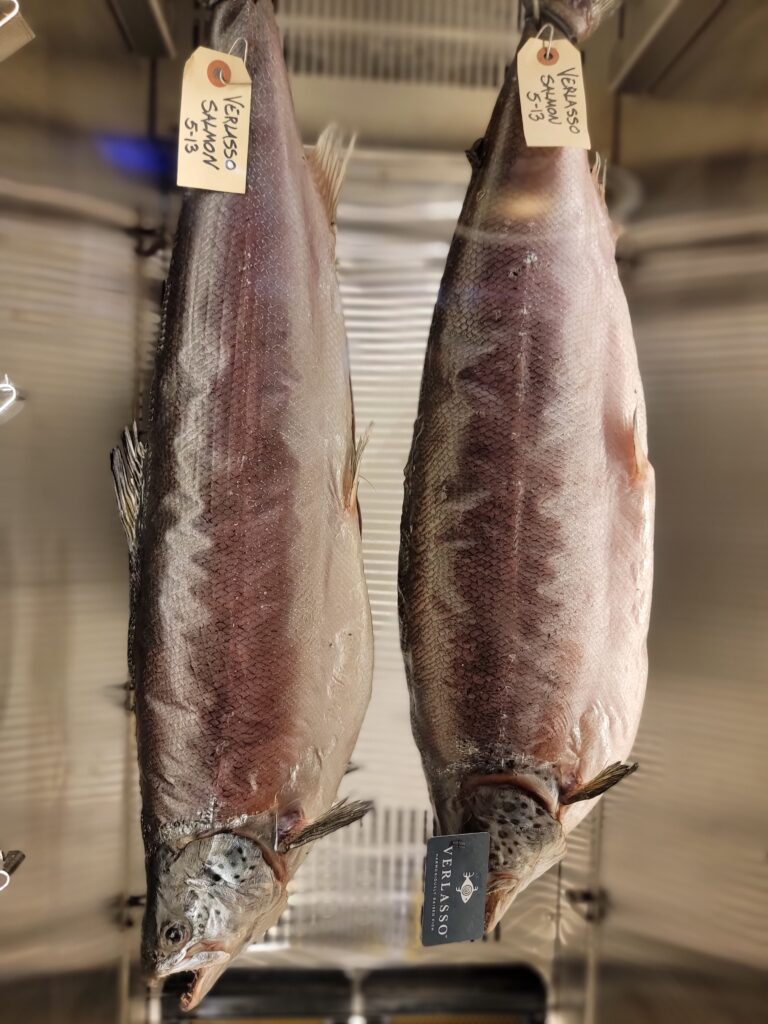 Dry Aging Coho Salmon